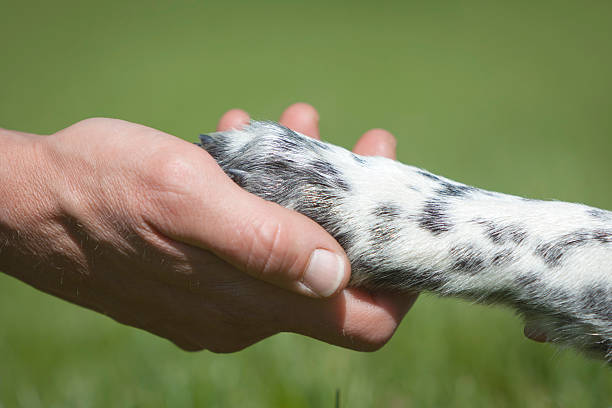 connection between human and pet. human hand holding dog's paw. animal hand stock pictures, royalty-free photos & images