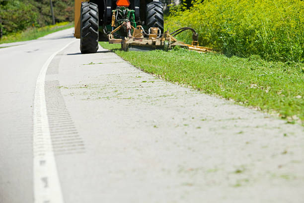 Roadside Cutting Wild Parsnip  grass shoulder stock pictures, royalty-free photos & images