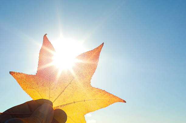 Fingers holding an autumn leaf with the sun shining through it