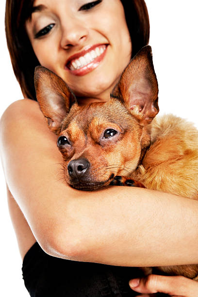 Pretty Girl Smiling as she Holds a Cute, Sleepy Chihuahua stock photo
