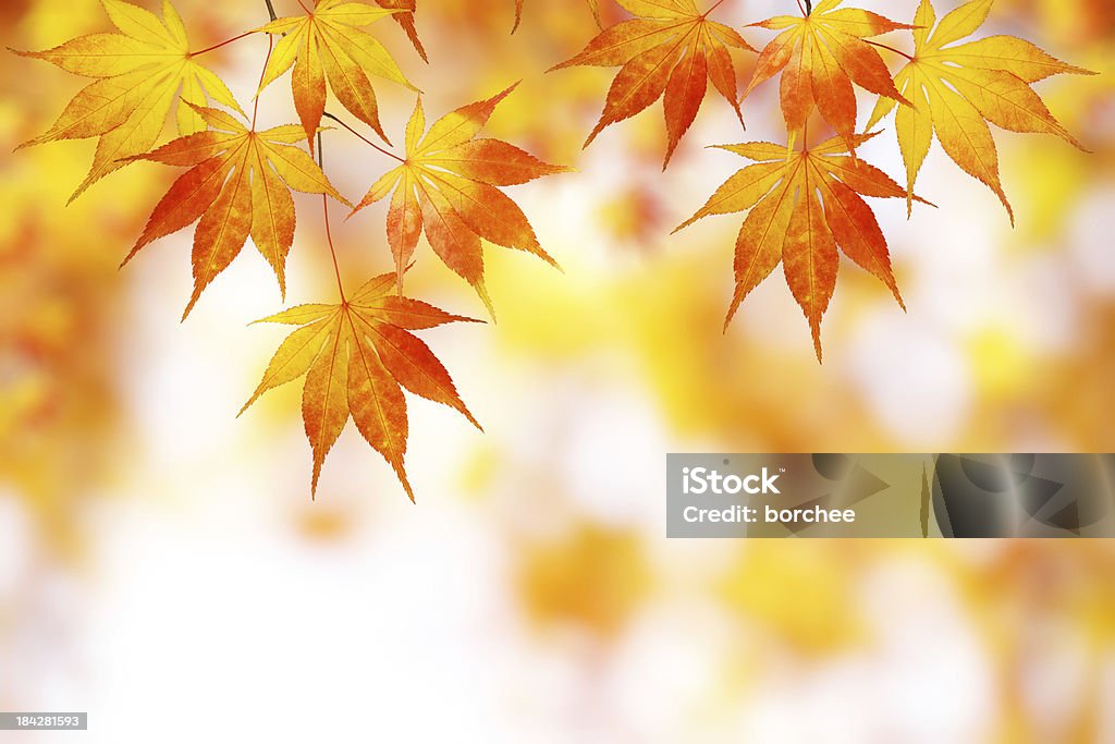 가을 낙엽 - 로열티 프리 나무 스톡 사진
