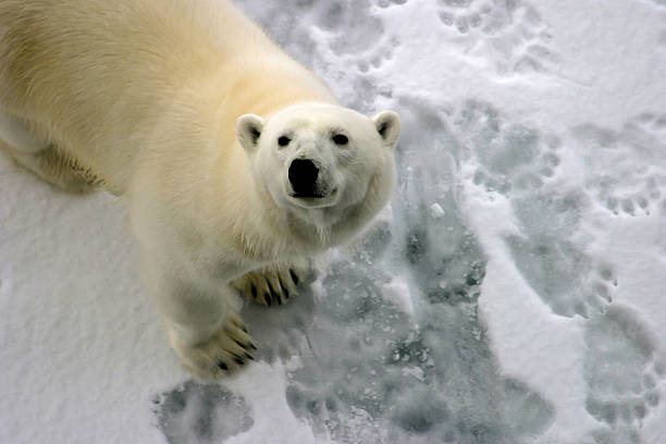 북극곰 작은 빙판 플로 - polar bear arctic global warming ice 뉴스 사진 이미지