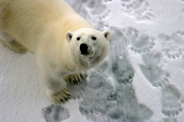 Polar bear on a small ice floe Polar bear on a small ice floe surrounded by foot prints. Symbolic for climate situation in the arctic. Copy- space.[ arctic ocean photos stock pictures, royalty-free photos & images