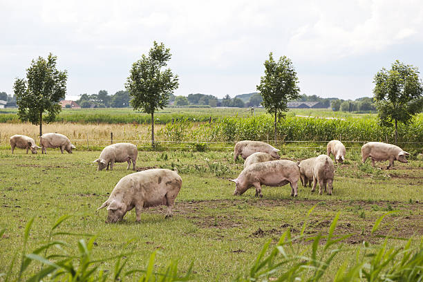 istock Pigs # 12 XXXL 184281937