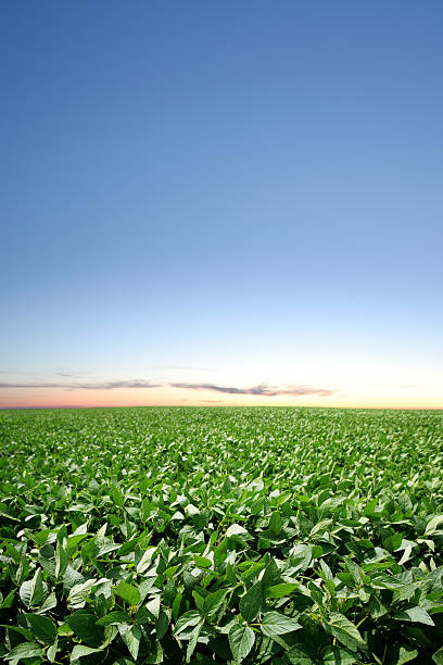 xxxl champ de soja au crépuscule - nebraska midwest usa farm prairie photos et images de collection