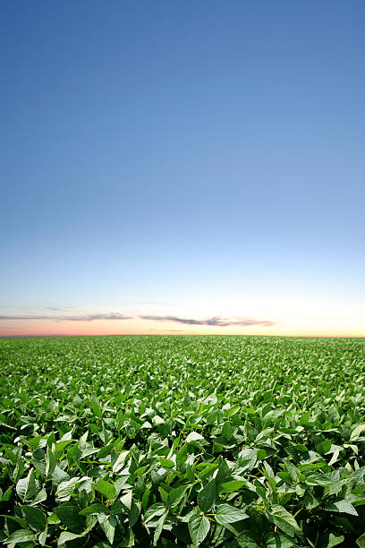 istock XXXL soybean field twilight 184281969