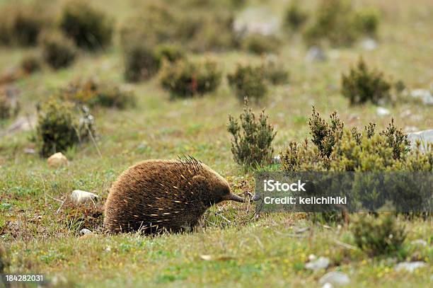 Echidna In A Forest Tasmania Stock Photo - Download Image Now - Echidna, Abstract, Agricultural Field