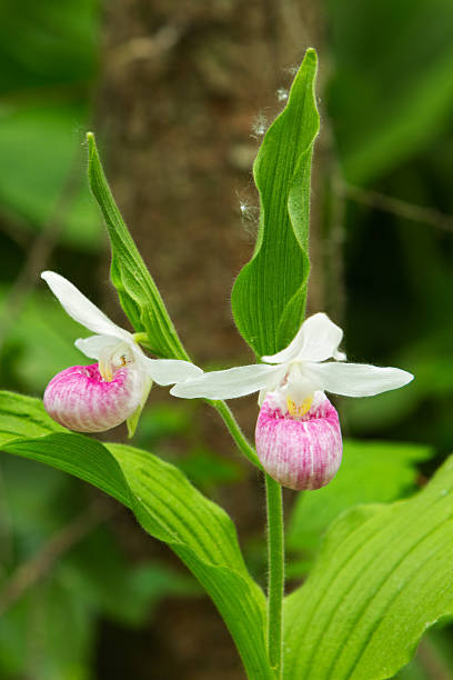 raros showy lady de chinelo orquídea. - ladyslipper imagens e fotografias de stock