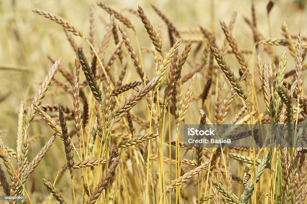 Triticum dicoccoides L. Emmer - Lizenzfrei Entwicklung Stock-Foto