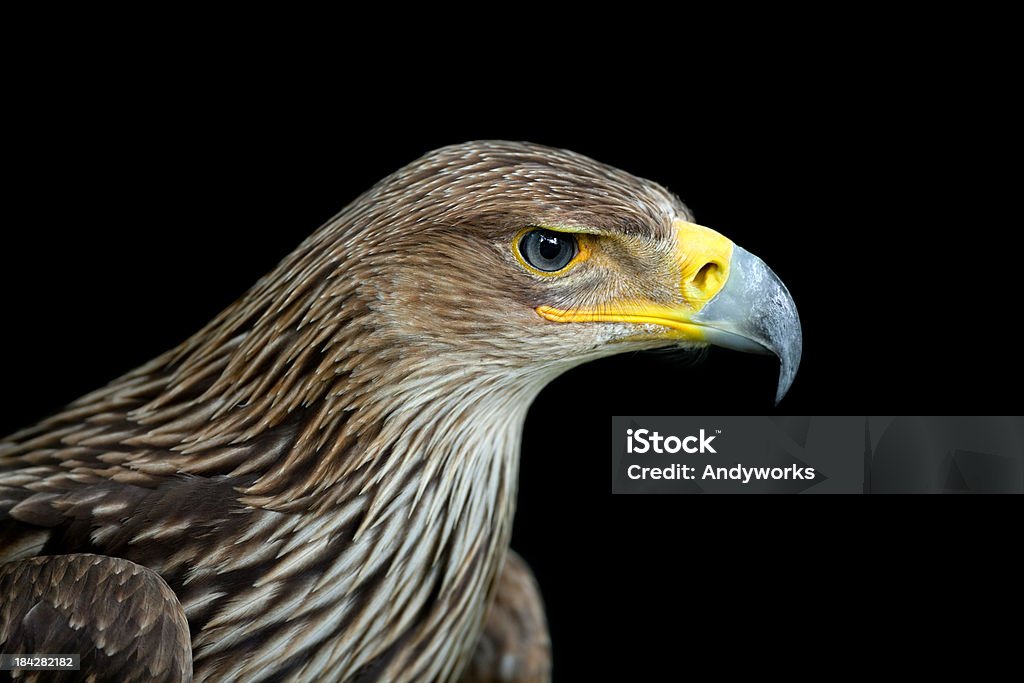 Eastern Imperial Eagle (Aquila heliaca) XXXL - Lizenzfrei Adler Stock-Foto