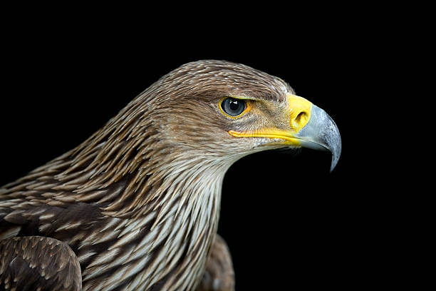istock Eastern Imperial Eagle (Aquila heliaca) XXXL 184282182