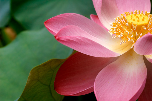 Pink lotus flower in full bloom. Shallow DOF, focus on center of flower. Green lotus leaves.More water lilies and lotus flowers in my Nature Lightbox.