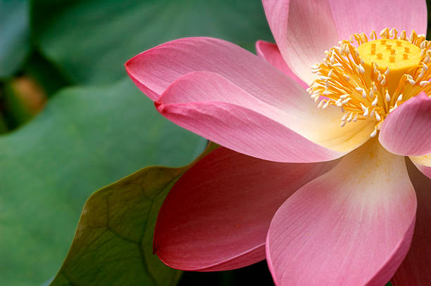 A close up of a Macro Lotus flower Pink lotus flower in full bloom. Shallow DOF, focus on center of flower. Green lotus leaves.More water lilies and lotus flowers in my Nature Lightbox. temperate flower photos stock pictures, royalty-free photos & images