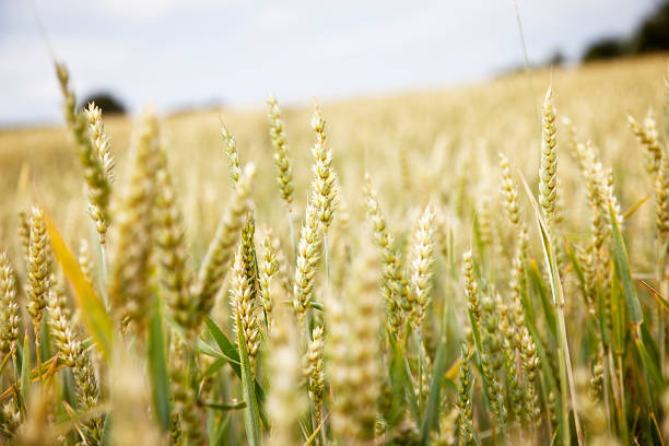 istock field of wheat 184282280