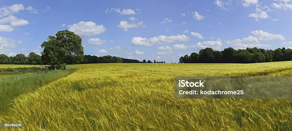 Los cultivos - Foto de stock de Campo - Tierra cultivada libre de derechos