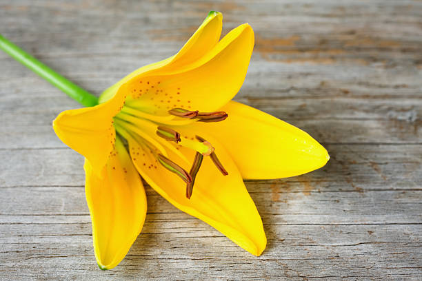 노란색 릴리 on 목재 - lily lily family temperate flower asiatic lily 뉴스 사진 이미지