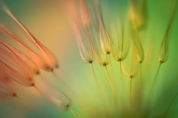 Multicolored dandelion seed Multicolored dandelion seed pappus stock pictures, royalty-free photos & images