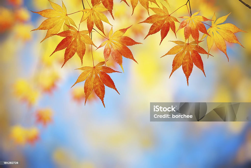 Foglie d'autunno - Foto stock royalty-free di Autunno