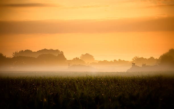istock Early misty morning on a corn field 184282746