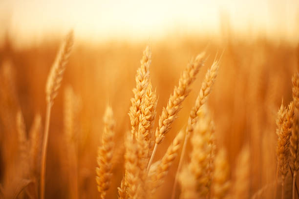 istock Close up of wheat ears in field 184282898