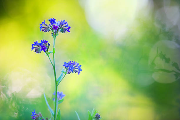istock Flowers in the meadow 184283347