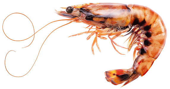 Fresh striped prawn or tiger shrimp isolated on white background. Delicacy food. File contains clipping path.