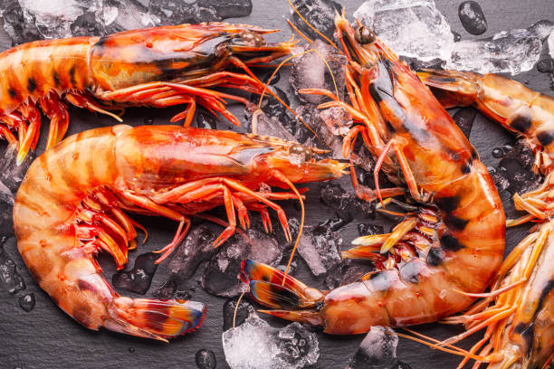 istock Fresh chilled striped prawns or tiger prawns on a gray background between ice cubes. 1842833843
