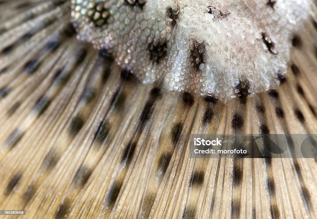 Coda di pesce - Foto stock royalty-free di Close-up