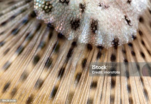 Coda Di Pesce - Fotografie stock e altre immagini di Close-up - Close-up, Pinna caudale, Trota Iridea