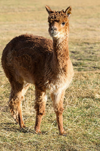 istock Llama Calf On Grassy Field 184283660