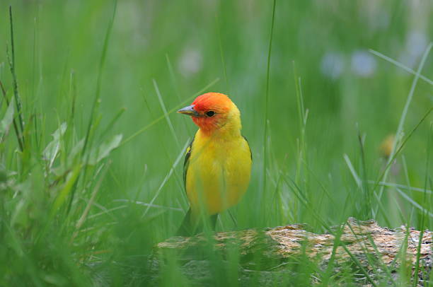 Male Western Tanager "A male western tanager in breeding plumage is seen foraging in the grass near the Big Hole River, Montana." piranga ludoviciana stock pictures, royalty-free photos & images