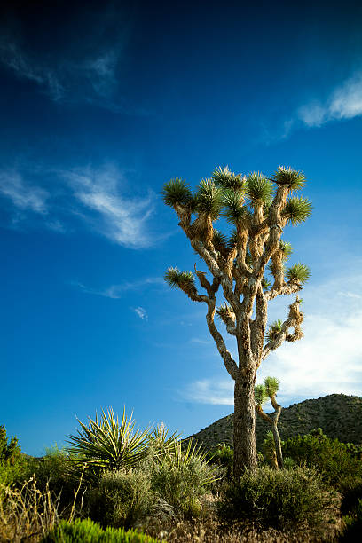 istock Desert Sunset and Yucca Plants at Joshua Tree 184283956