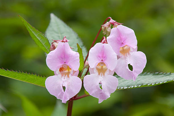 Himalayan Balsam "Flowers of Himalayan Balsam, also known as Policeman's Helmet. This plant strives in moist areas and riparian zones, and was declared as Noxious Weed in some parts of the world because it is extremely invasive." ornamental jewelweed stock pictures, royalty-free photos & images