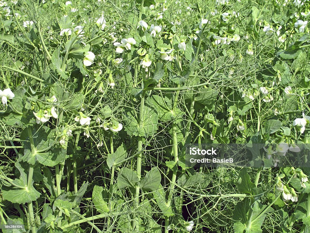 Broad bean &quot;Vicia faba&quot; "Broad bean - Broad beans, broad beans, horse beans or puff bean" Agriculture Stock Photo