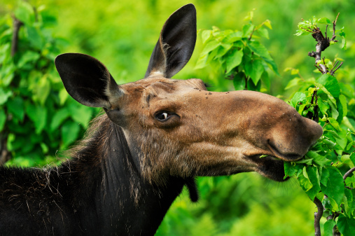 Close-up of a female moose eating and looking at camera.
