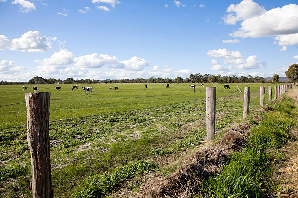 istock Field Of Cows 184284282