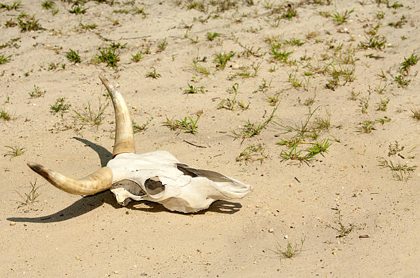 la sequía grave - animal skull drought animal bone dry fotografías e imágenes de stock