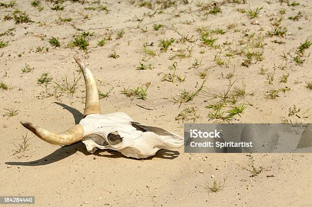 심한 가뭄이 사막에 대한 스톡 사진 및 기타 이미지 - 사막, 암소, 기근