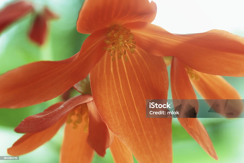 Orange Begonia Orange Begonia Flower Begonia Stock Photo