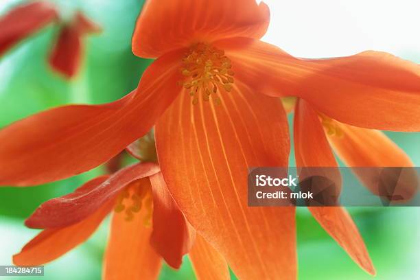 Orange Begonia Stock Photo - Download Image Now - Begonia, Blossom, Close-up