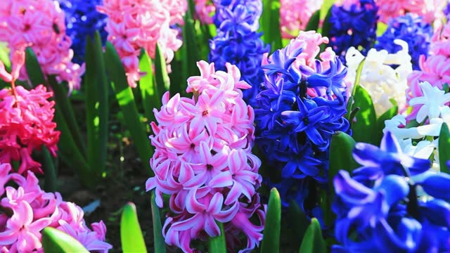 Bright colorful Hyacinth flowers in the garden close up