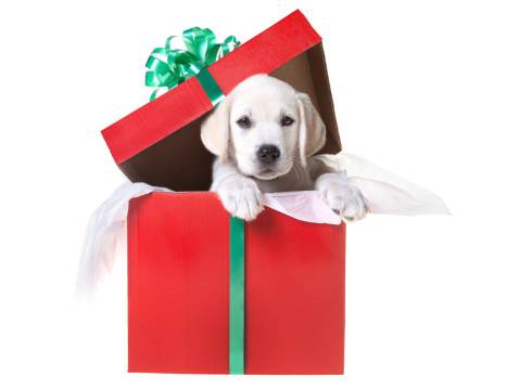 A yellow lab puppy in a gift box for Christmas