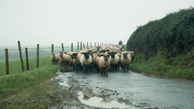 Herding the Sheep stock video