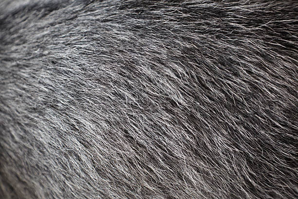 istock Goat Fur, Animal, Close Up, Abstract, Natural Pattern 184285202