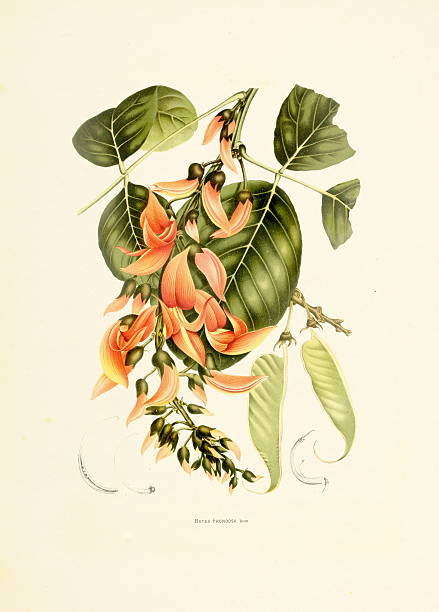 попугай дерево/античный plant иллюстрации - berthe hoola van nooten stock illustrations