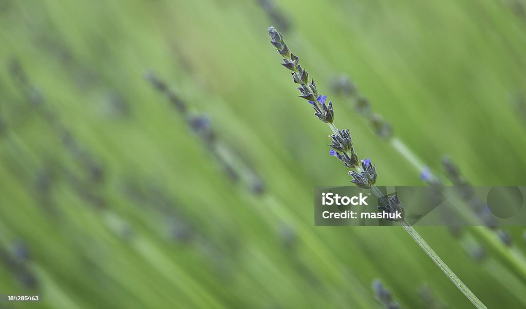 - Lavendel - Lizenzfrei Aromatherapie Stock-Foto