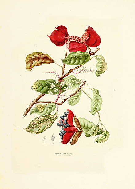 noble бутылка-дерево/античный plant иллюстрации - berthe hoola van nooten stock illustrations
