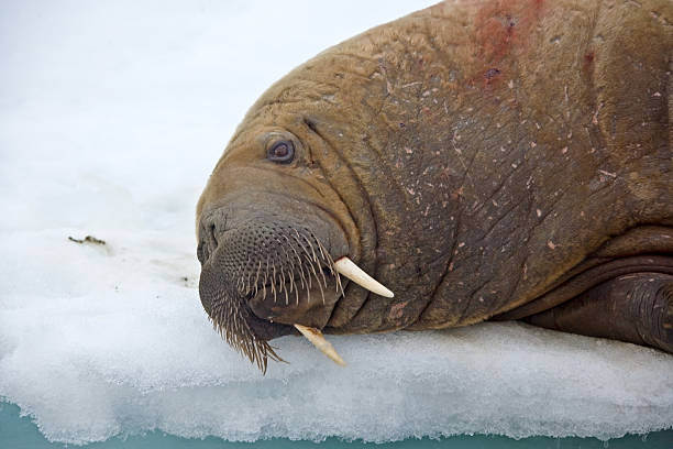 istock Walrus on an ice flow in  Franz Josef Land 184285821