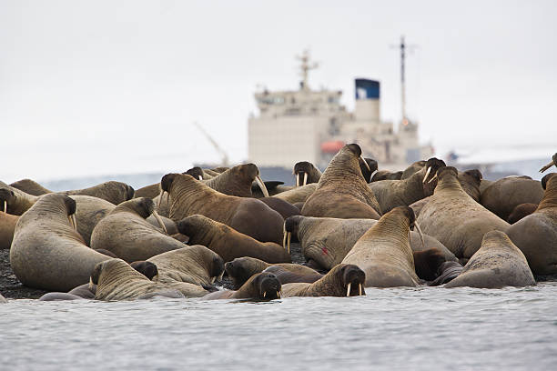Walrus colony in Franz Josef Land