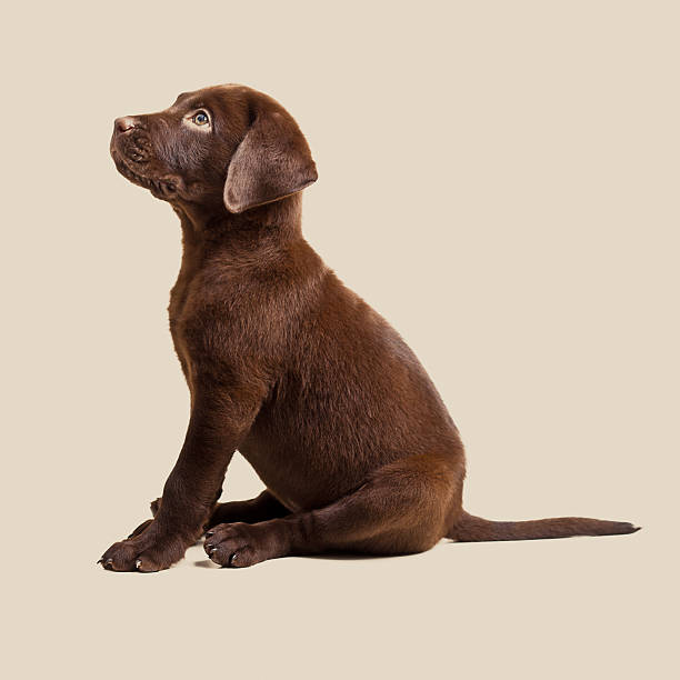 istock Labrador retriever chocolate puppy 184285923